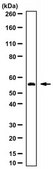 Anti-Krueppel-Like Factor 4 (Klf4) Antibody from rabbit, purified by affinity chromatography