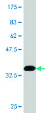 Monoclonal Anti-NLGN1 antibody produced in mouse clone 1D6, purified immunoglobulin, buffered aqueous solution