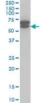 Anti-ETV6 Mouse mAb (3B10) liquid, clone 3B10, Calbiochem&#174;