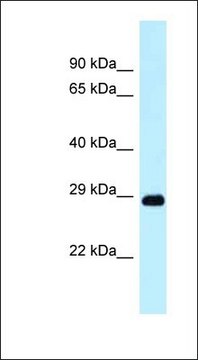 Anti-DRAM1 antibody produced in rabbit affinity isolated antibody