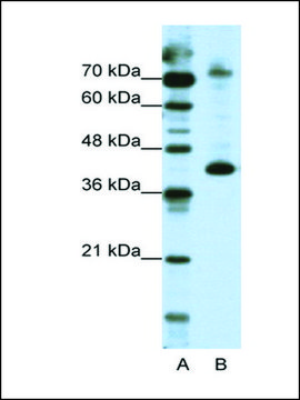 Anti-NKRF antibody produced in rabbit IgG fraction of antiserum