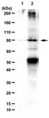 Anti-FOXM1 Antibody from rabbit, purified by affinity chromatography