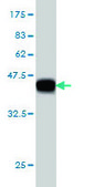 Monoclonal Anti-CBLL1 antibody produced in mouse clone 4C2, purified immunoglobulin, buffered aqueous solution