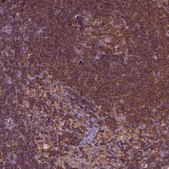 Anti-RHOF Prestige Antibodies® Powered by Atlas Antibodies, affinity isolated antibody