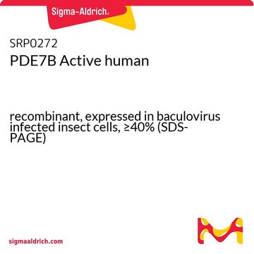 PDE7B Active human recombinant, expressed in baculovirus infected insect cells, &#8805;40% (SDS-PAGE)