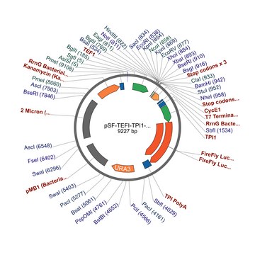 PSF-TEFI-TPI1-FLUC-URA3 - FIREFLY LUCIFERASE YEAST VECTOR plasmid vector for molecular cloning