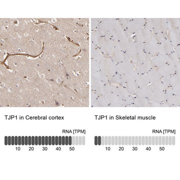 抗-TJP1 兔抗 Ab2, Prestige Antibodies&#174; Powered by Atlas Antibodies, affinity isolated antibody, buffered aqueous glycerol solution