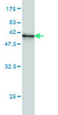 Monoclonal Anti-WDR4 antibody produced in mouse clone 1F9, purified immunoglobulin, buffered aqueous solution