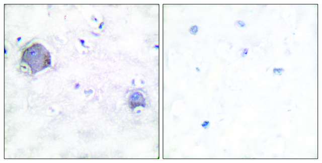 Anti-NOTCH1 (Cleaved-Val1754) antibody produced in rabbit affinity isolated antibody