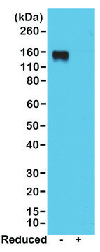 Anti-Mouse IgG2a antibody, Rabbit monoclonal recombinant, expressed in HEK 293 cells, clone RM219, purified immunoglobulin