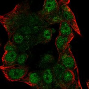 Anti-Nfat5 Antibody Produced In Rabbit Prestige Antibodies&#174; Powered by Atlas Antibodies, affinity isolated antibody, buffered aqueous glycerol solution