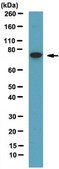 Anti-Metadherin Antibody from rabbit, purified by affinity chromatography