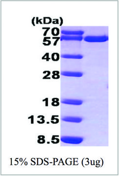 TXNRD1 human recombinant, expressed in E. coli, &#8805;95% (SDS-PAGE)