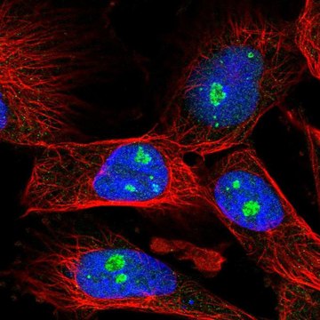 Anti-FBL antibody produced in rabbit Prestige Antibodies&#174; Powered by Atlas Antibodies, affinity isolated antibody