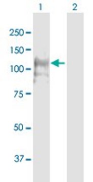 Anti-CNTROB antibody produced in mouse purified immunoglobulin, buffered aqueous solution