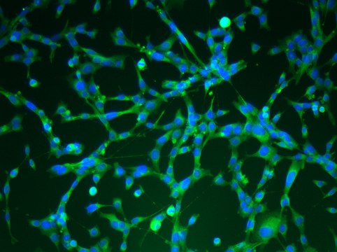 YUMM3.2 Mouse Melanoma Cell Line