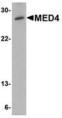 Anti-MED4 antibody produced in rabbit affinity isolated antibody