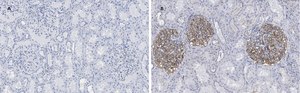 Anti-PLA2R1 Antibody, clone 1D5, ZooMAb® Rabbit Monoclonal recombinant, expressed in HEK 293 cells