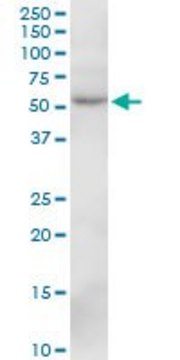 Anti-SIL1 antibody produced in mouse purified immunoglobulin, buffered aqueous solution