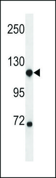 ANTI-NDST1(C-TERMINAL) antibody produced in rabbit affinity isolated antibody, buffered aqueous solution