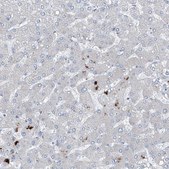 Anti-IFI27 antibody produced in rabbit Prestige Antibodies® Powered by Atlas Antibodies, affinity isolated antibody, buffered aqueous glycerol solution