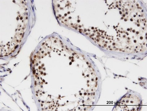 Monoclonal Anti-NCBP1 antibody produced in mouse clone 1E9, purified immunoglobulin, buffered aqueous solution