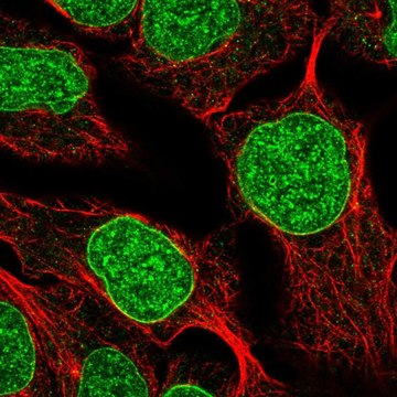 Anti-DUSP2 antibody produced in rabbit Prestige Antibodies&#174; Powered by Atlas Antibodies, affinity isolated antibody