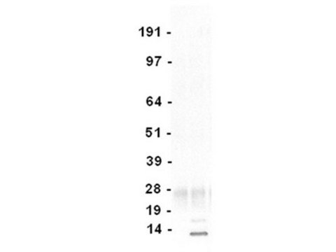 Anti-acetyl Lysine Antibody, clone 4G12, agarose conjugate clone 4G12, Upstate&#174;, from mouse