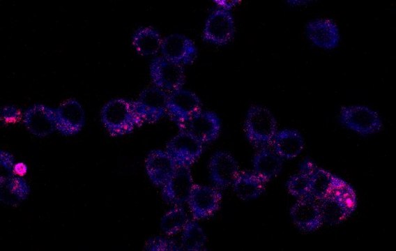 BioTracker Dual-Color Mitochondria-Lysosome Live Cell Dye