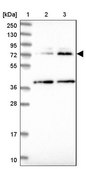 Anti-COG4 antibody produced in rabbit Prestige Antibodies® Powered by Atlas Antibodies, affinity isolated antibody, buffered aqueous glycerol solution