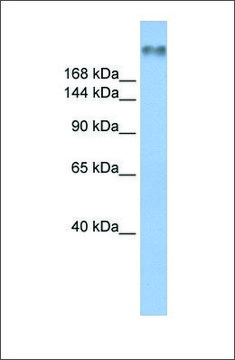 Anti-SCN8A affinity isolated antibody