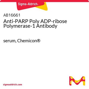 Anti-PARP Poly ADP-ribose Polymerase-1 Antibody serum, Chemicon&#174;