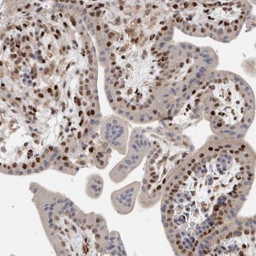 Anti-C8orf58 antibody produced in rabbit Prestige Antibodies&#174; Powered by Atlas Antibodies, affinity isolated antibody, buffered aqueous glycerol solution, Ab1