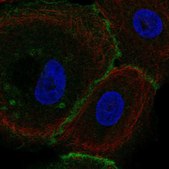 Anti-FLRT3 antibody produced in rabbit Prestige Antibodies® Powered by Atlas Antibodies, affinity isolated antibody, buffered aqueous glycerol solution