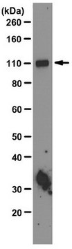 Anti-HIRA Antibody, clone WC119 clone WC119, from mouse