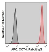 Anti-Human OCT4 (4N8) ColorWheel® Dye-Ready mAb