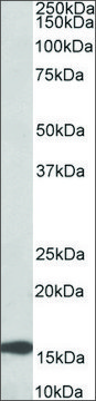 Anti-RPL23 (C-terminal) antibody produced in goat affinity isolated antibody, buffered aqueous solution