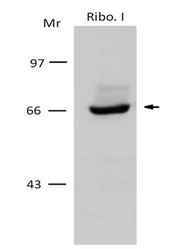 Anti-Ribophorin I/RPN-I Antibody serum, from rabbit