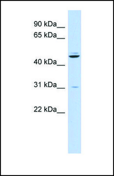 Anti-ZNF238, (N-terminal) antibody produced in rabbit affinity isolated antibody