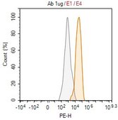Anti-CD5 Antibody, clone 1M19 ZooMAb® Rabbit Monoclonal recombinant, expressed in HEK 293 cells