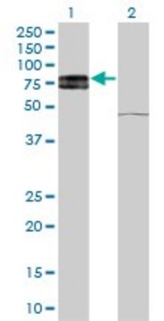 Monoclonal Anti-IL22RA1 antibody produced in mouse clone 6B5, purified immunoglobulin, buffered aqueous solution