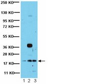 Anti-Rac1 Antibody from rabbit