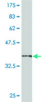 ANTI-SMAD6 antibody produced in mouse clone 2E4, purified immunoglobulin, buffered aqueous solution