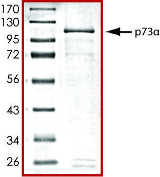 p73a, GST tagged human recombinant, expressed in baculovirus infected Sf9 cells, &#8805;70% (SDS-PAGE), buffered aqueous glycerol solution