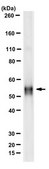 Anti-Properdin Antibody, clone 1G6D2 clone 1G6D2, from mouse