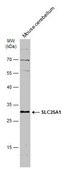 Anti-SLC25A1 antibody produced in rabbit affinity isolated antibody, buffered aqueous solution