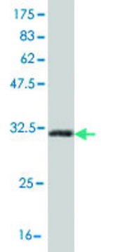 ANTI-HOXB7 antibody produced in mouse clone 3F3, purified immunoglobulin, buffered aqueous solution