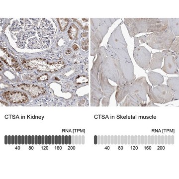 Anti-CTSA antibody produced in rabbit Prestige Antibodies&#174; Powered by Atlas Antibodies, affinity isolated antibody, buffered aqueous glycerol solution