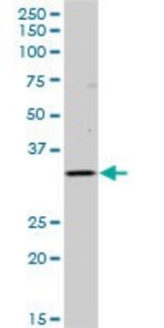 Anti-HLA-DOB antibody produced in mouse purified immunoglobulin, buffered aqueous solution