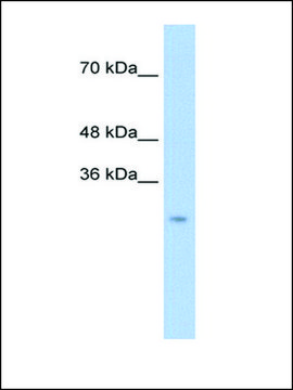 Anti-CTRL antibody produced in rabbit affinity isolated antibody